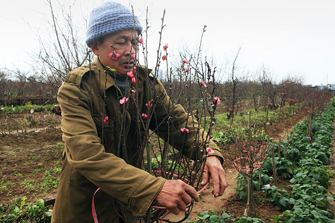 Hà Nội rét đậm, đào Nhật Tân sẽ đắt gấp 3 lần mọi năm?
